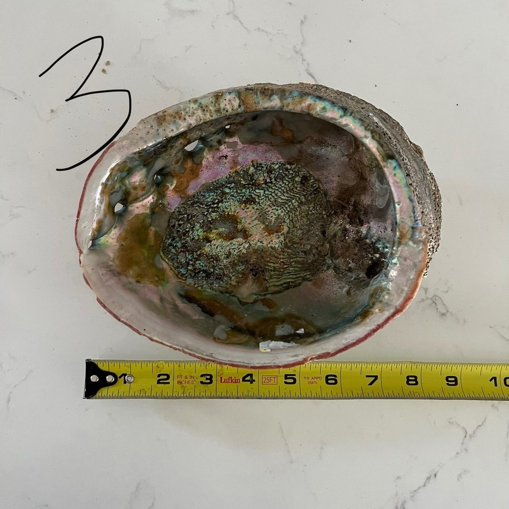 Natural Abalone Large Shell - Picture 14 of 16